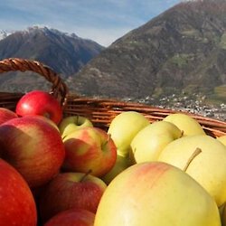 Vom Apfel und der Apfelernte in Südtirol